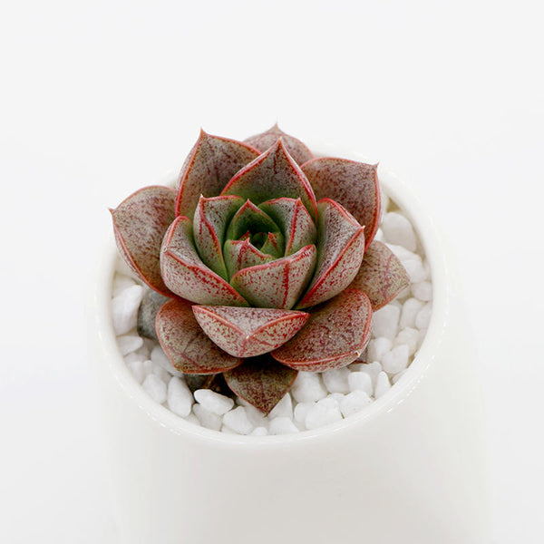 Echeveria purpusorum, 10 Seeds, Succulent Seeds