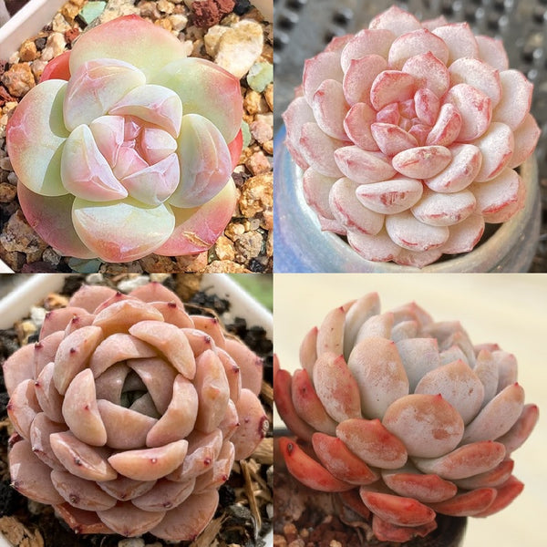 Jenny's Premium HYBRID Seed Mix, 10 Seeds, Premium Echeveria Species, RANDOM Hybridization