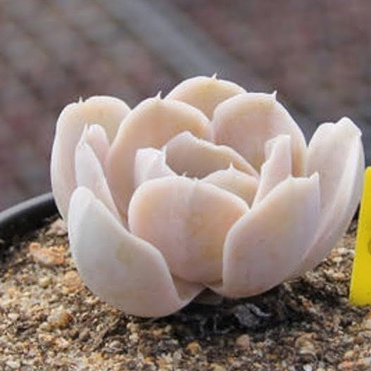 Echeveria runyonii, 10 Seeds, Rare Succulent Seeds