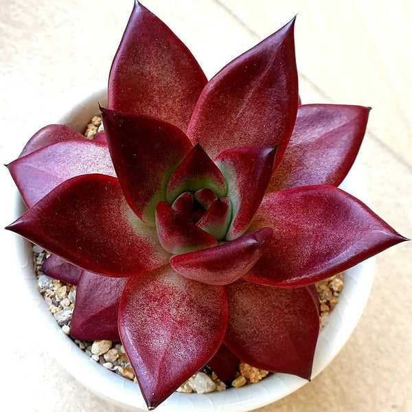 Echeveria agavoides "Romeo Rubin", 10 Seeds, Rare Succulent Seeds