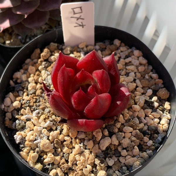 Echeveria agavoides "Romeo Rubin", 10 Seeds, Rare Succulent Seeds