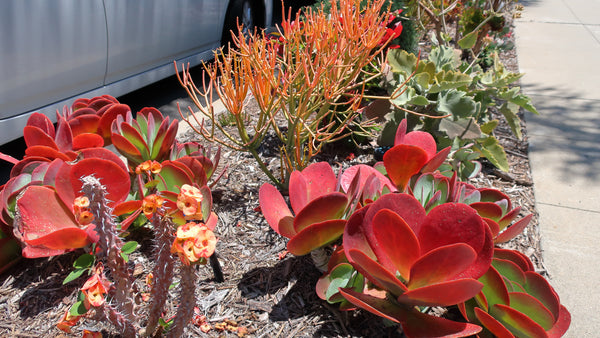 Paddle Plant, 20 Seeds, Succulent Seeds, Limited Stock