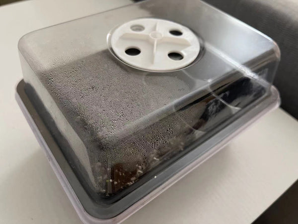 Cathedral Bells, 10 Seeds, Succulent Seeds