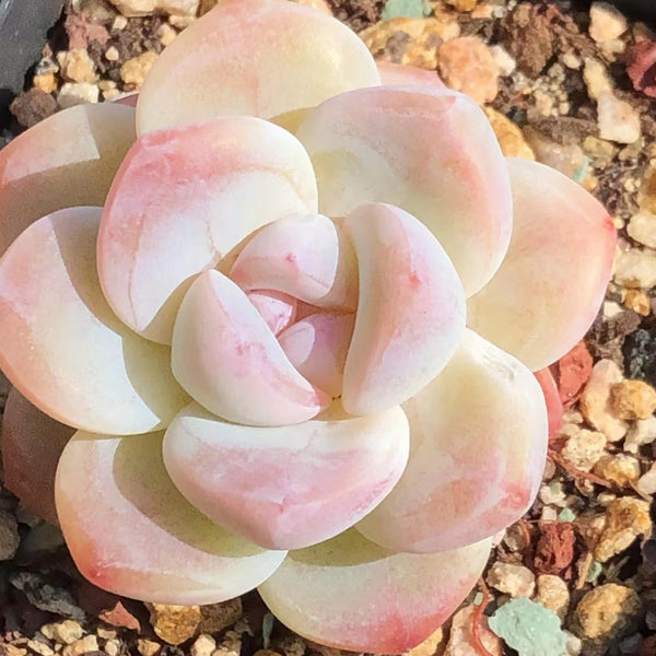 Ice Jade, 10 Seeds, Rare Hybrid Succulent Seeds, Thick Leaf, Powder