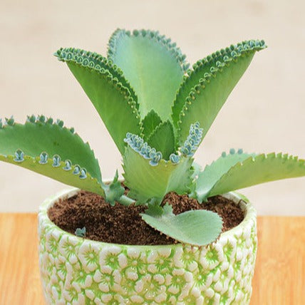 Cathedral Bells, 10 Seeds, Succulent Seeds