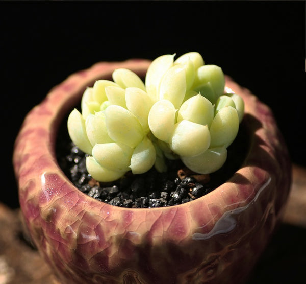 Thick-leaf (Alpine) elegans, 10 Seeds, Great Female Parent for Hybridization