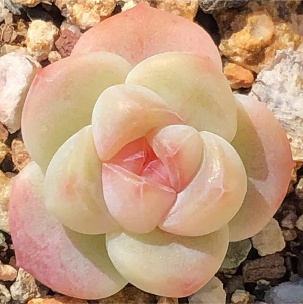 Ice Jade, 10 Seeds, Rare Hybrid Succulent Seeds, Thick Leaf, Powder