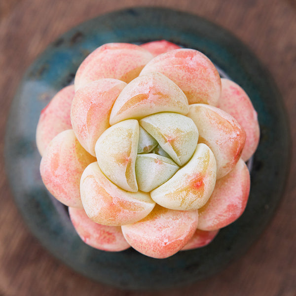 Ice Jade, 10 Seeds, Rare Hybrid Succulent Seeds, Thick Leaf, Powder