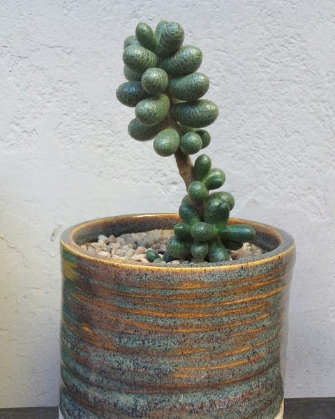 Bonsai Sedum, 10 Seeds, Sedum furfuraceum, Succulent Seeds, Fuzzy Leaves