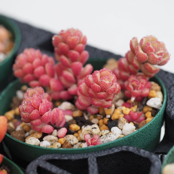 Spring Miracle, 10 Seeds, Sedum versadense, Rare Succulent Seeds