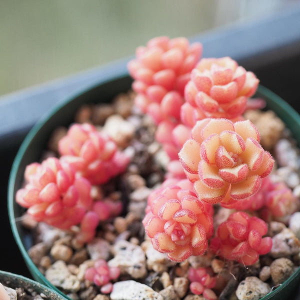 Spring Miracle, 10 Seeds, Sedum versadense, Rare Succulent Seeds