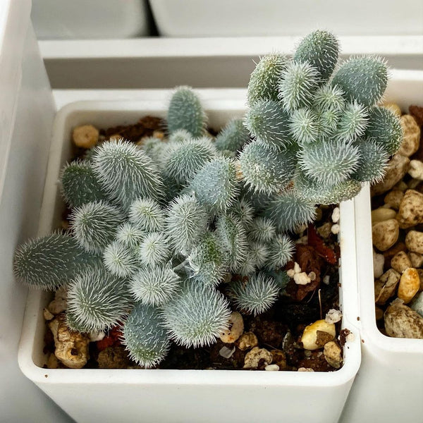 Sedum mocinianum, 10/20 Seeds, Fuzzy Succulents, Succulent Seeds