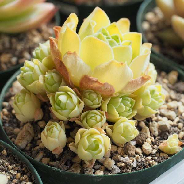 Mountain Rose, 10 Seeds, Greenovia dodrentalis, Rare Succulent Seeds