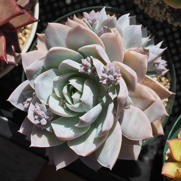 Sweet Smelling Sedum, 10 Seeds, Sedum suaveolens, Succulent Seeds