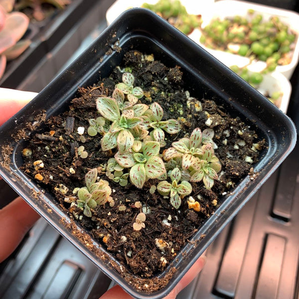 Smith’s Giant Houseleek, 10/20 Seeds, "Blood Glands", Succulent Seeds