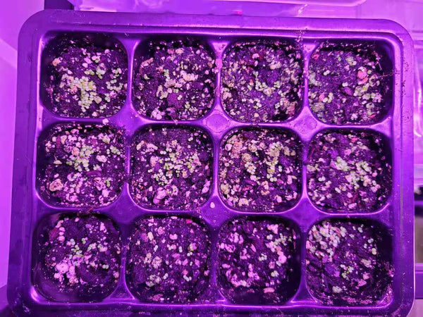 Ice Jade, 10 Seeds, Rare Hybrid Succulent Seeds, Thick Leaf, Powder