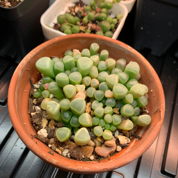 Baby Toes, 20 Seeds, Succulent Seeds, Indoor/Outdoor, All-year Seed