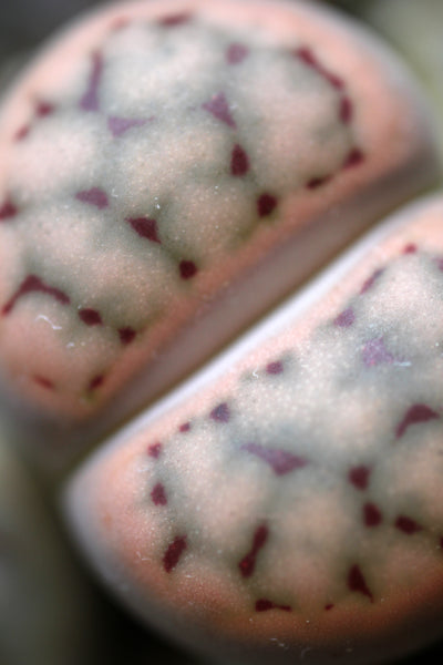 Living Stone 12-species Colorful Collection, 15 Seeds, Lithops, Dinteranthus