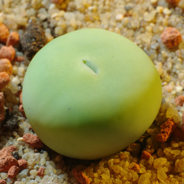 Conophytum MIXED seeds, 15 Seeds, Water Blisters, Succulent Seed