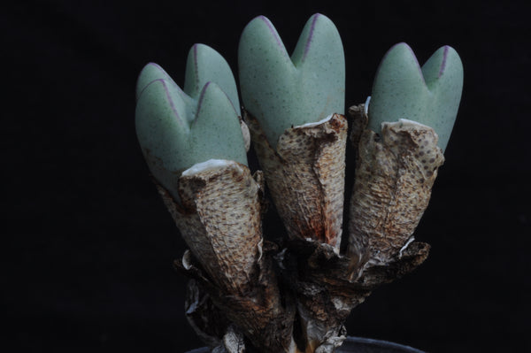 Conophytum MIXED seeds, 15 Seeds, Water Blisters, Succulent Seed