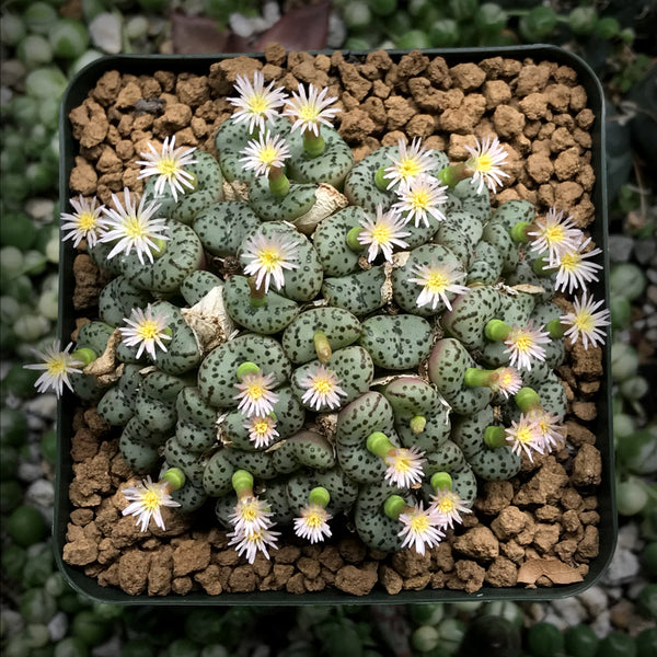 Conophytum MIXED seeds, 15 Seeds, Water Blisters, Succulent Seed