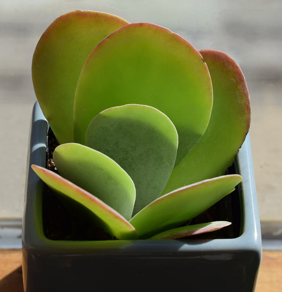 Pig's Ear, 20 Seeds, Cotyledon orbiculata, Succulent Seeds