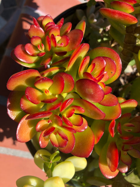 Pig's Ear, 20 Seeds, Cotyledon orbiculata, Succulent Seeds