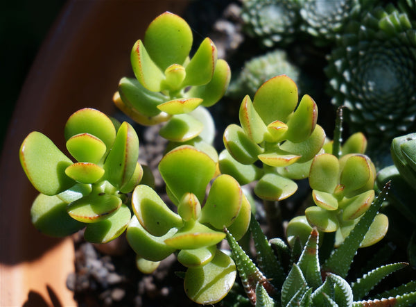 Pig's Ear, 20 Seeds, Cotyledon orbiculata, Succulent Seeds
