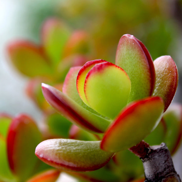 Pig's Ear, 20 Seeds, Cotyledon orbiculata, Succulent Seeds