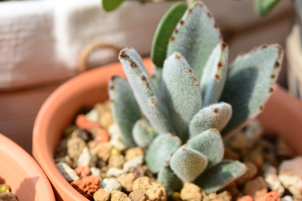 Panda Plant, 20 Seeds, Kalanchoe tomentosa, Chocolate Soldier, Succule