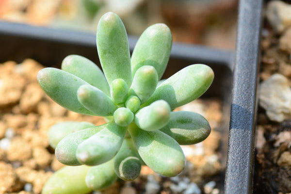 Jelly Beans, 10 Seeds, Sedum pachyphyllum, Succulent Seeds