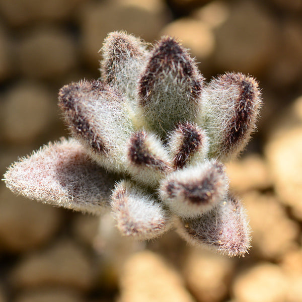 Panda Plant, 20 Seeds, Kalanchoe tomentosa, Chocolate Soldier, Succulent Seeds