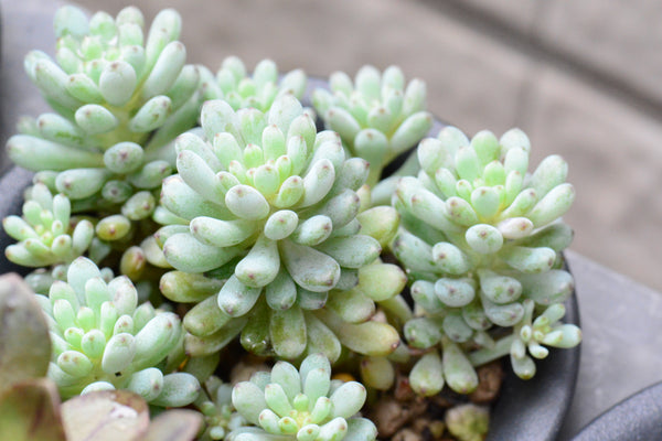 Blue Beans, 10 Seeds, Graptopetalum pachyphyllum, Rare Succulent Seeds