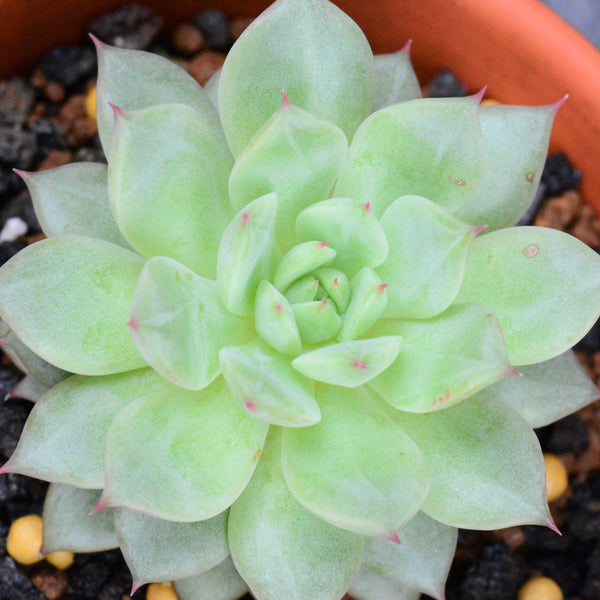 Painted Lady, 10 Seeds, Echeveria derenbergii, Succulent Seeds