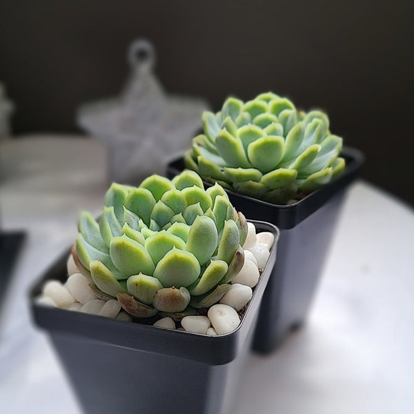 Echeveria "Iria", 10 Seeds, Rare Succulent Seeds