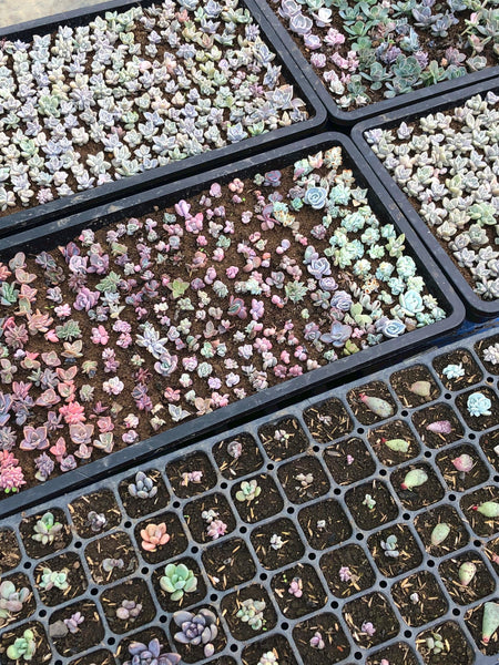 Echeveria Seed Mix, 25 Seeds, Echeveria Collection, Succulent Seeds