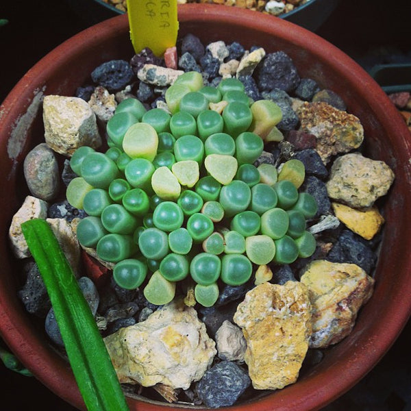 Baby Toes, 20 Seeds, Succulent Seeds, Indoor/Outdoor, All-year Seed