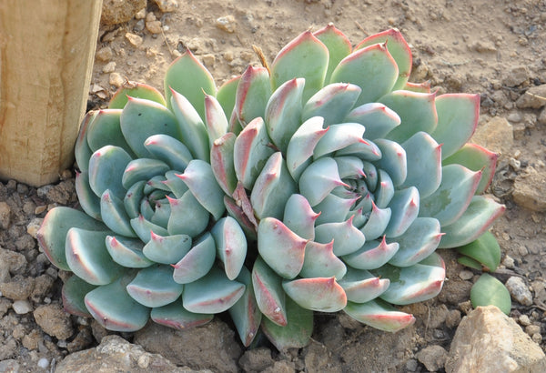 Echeveria chihuahuaensis "Ruby Blush", 10 Seeds, Rare Succulent Seeds