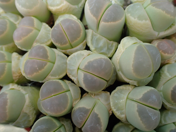 Lithops olivacea "nebrownii", 10 Seeds, Red Window, Succulent Seeds