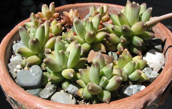 Little Jewel, 10 Seeds, Pachyphytum compactum, Distinct Jewel Pattern, Succulent Seeds