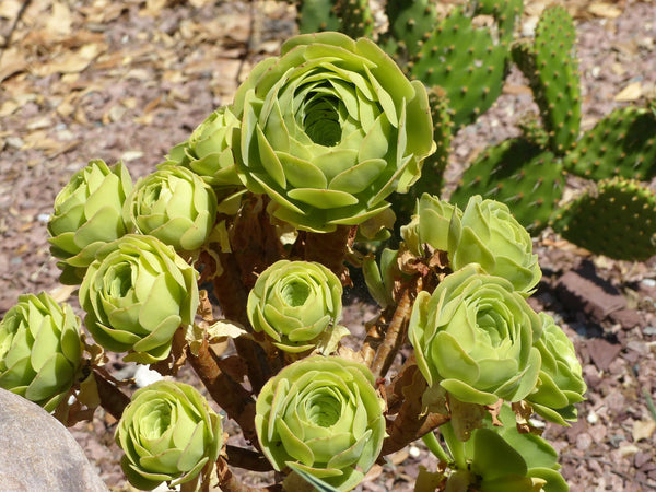 Mountain Rose, 10 Seeds, Greenovia dodrentalis, Rare Succulent Seeds