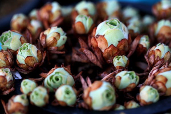 Mountain Rose, 10 Seeds, Greenovia dodrentalis, Rare Succulent Seeds