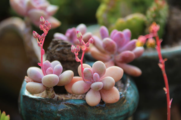 Lavender Pebbles, Graptopetalum amethystinum, 20 Seeds, Moonstone, Rare Succulent Seeds