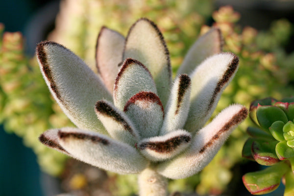 Panda Plant, 20 Seeds, Kalanchoe tomentosa, Chocolate Soldier, Succulent Seeds
