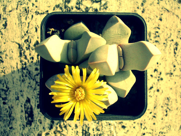 Karoo Rose, Lapidaria margaretae, 10 Seeds, Living Stones, Succulent Seeds