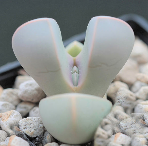 Karoo Rose, Lapidaria margaretae, 10 Seeds, Living Stones, Succulent Seeds