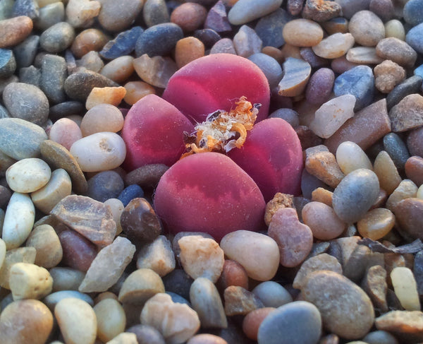 Lithops optica v Rubra, 10 Seeds, Purple/Pink, Rare Seeds