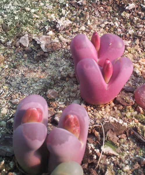 Lithops optica v Rubra, 10 Seeds, Purple/Pink, Rare Seeds