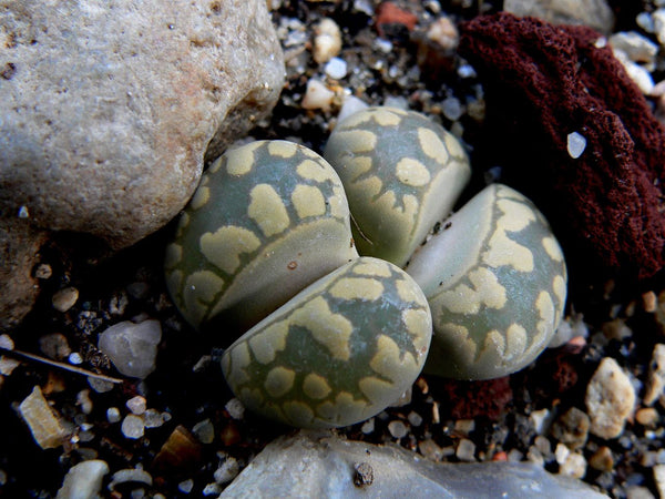 Living Stone 12-species Colorful Collection, 15 Seeds, Lithops, Dinteranthus