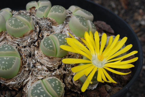Lithops olivacea, 10/20 Seeds, Living Stones, Succulent Seeds